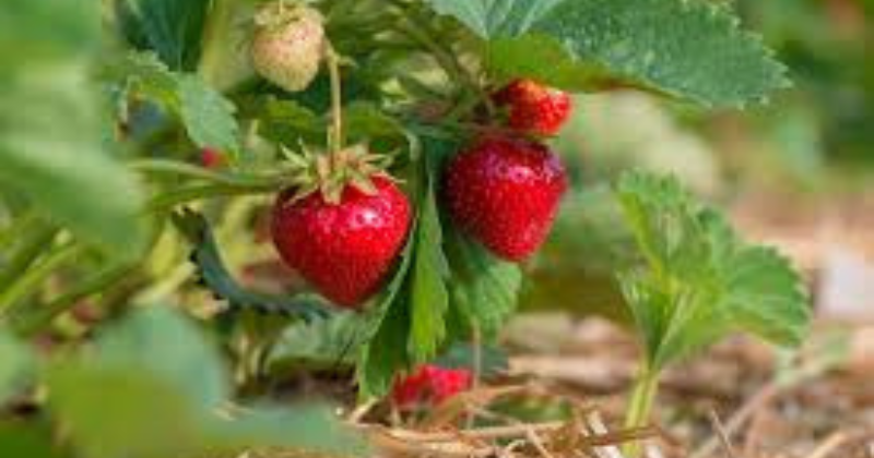 cultiver des fraises