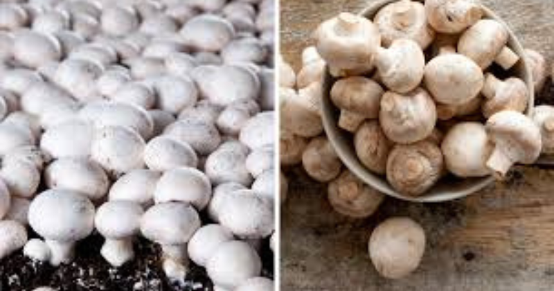 cultiver des champignons