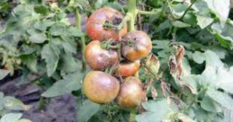 Tomates malades ? Apprenez à détecter et traiter le mildiou