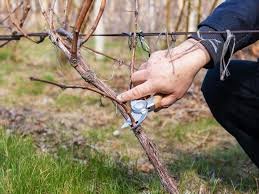 tailler la vigne