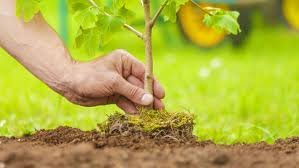 planter des arbres