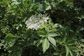Comment et quand tailler le sureau pour une floraison abondante ?