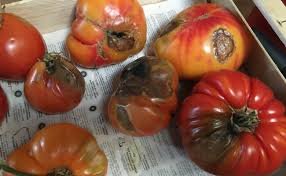 Tomates malades ? Apprenez à détecter et traiter le mildiou