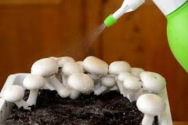 cultiver des champignons