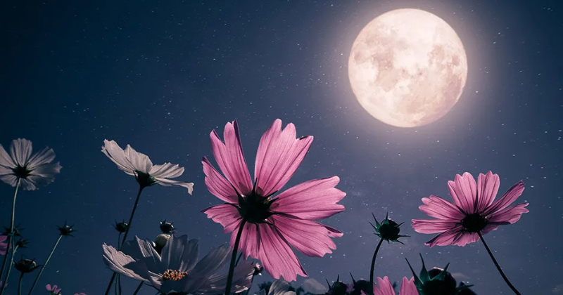"Jardiner avec la Lune :