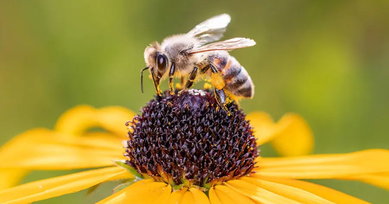 8 plantes à planter pour sauver les abeilles et préserver la biodiversité