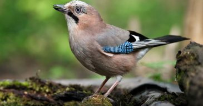 Petit mais puissant : le cri du jardin