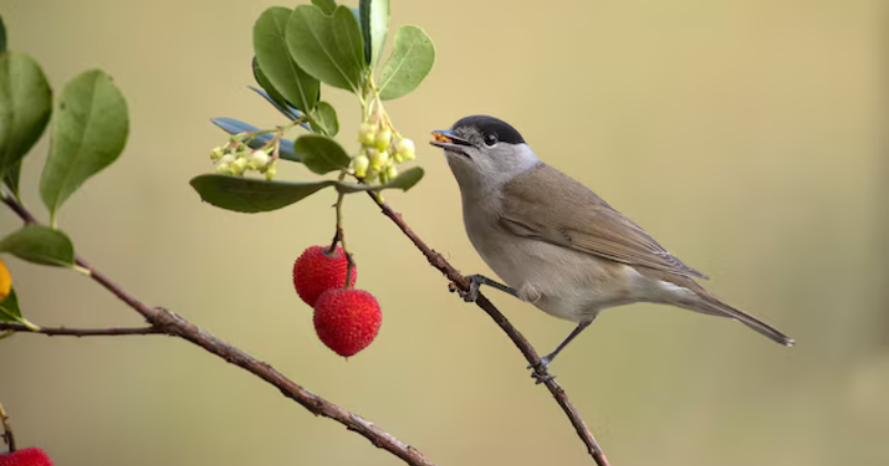 Tendres complices : duo de palombes au repos