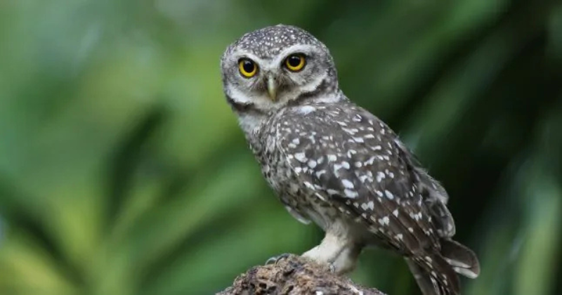 Petit hibou, grande curiosité : le regard étonnant de la nature
