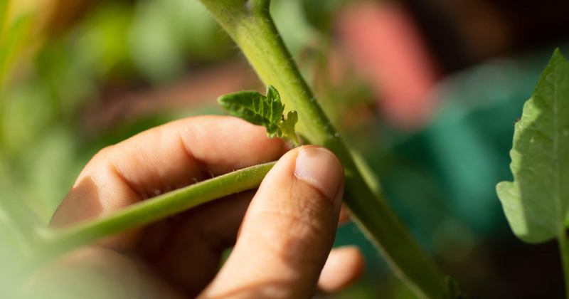Tailler les tomates : que faire des gourmands ?