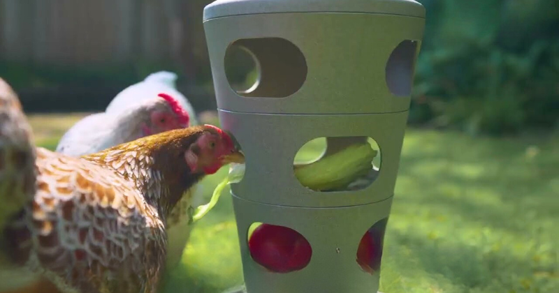 Transformez vos bouteilles en mangeoires pratiques pour vos poules