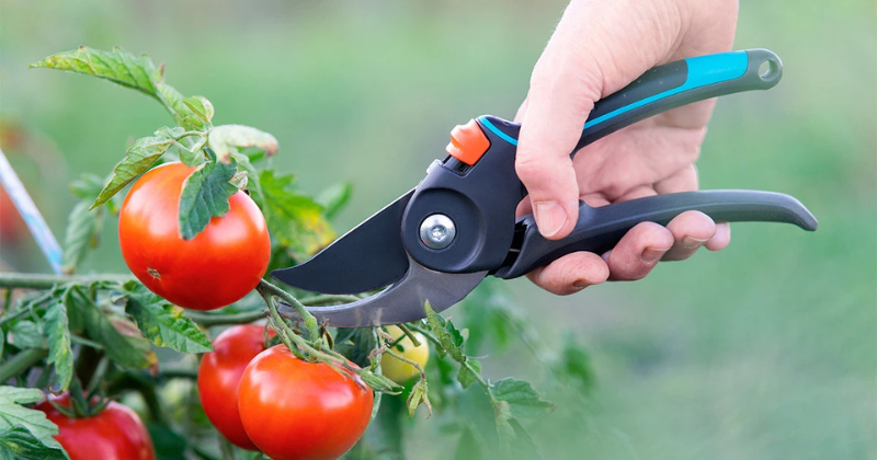Couper les tomates sans se tromper