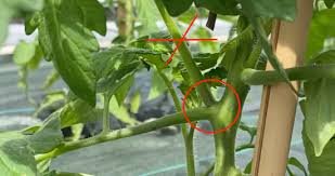 Tailler les tomates : que faire des gourmands ?