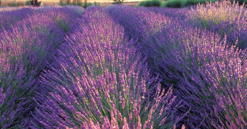 Que semer en juillet