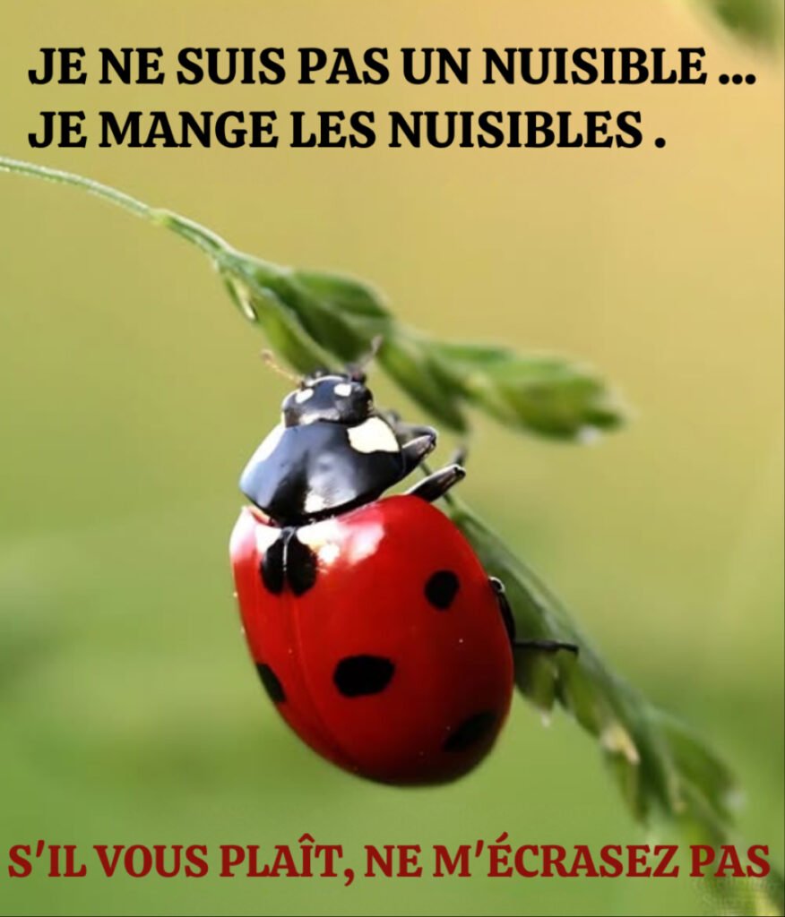 Coccinelle
