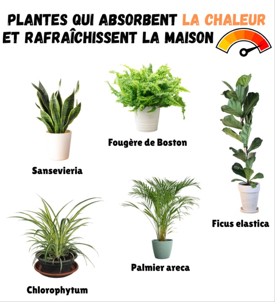 plantes
