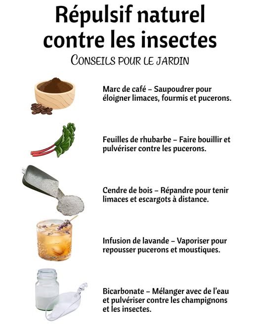les insectes