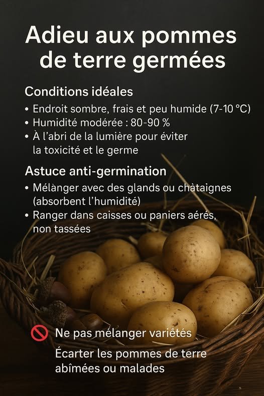 pommes de terre germées