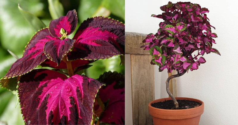 le coleus