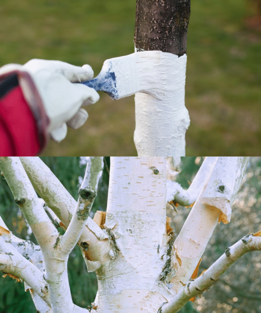 Blanchiment des troncs