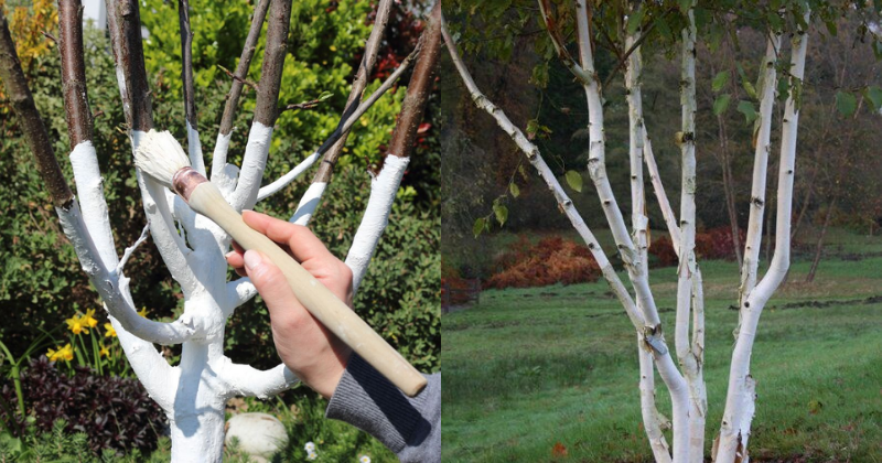 Blanchiment des troncs