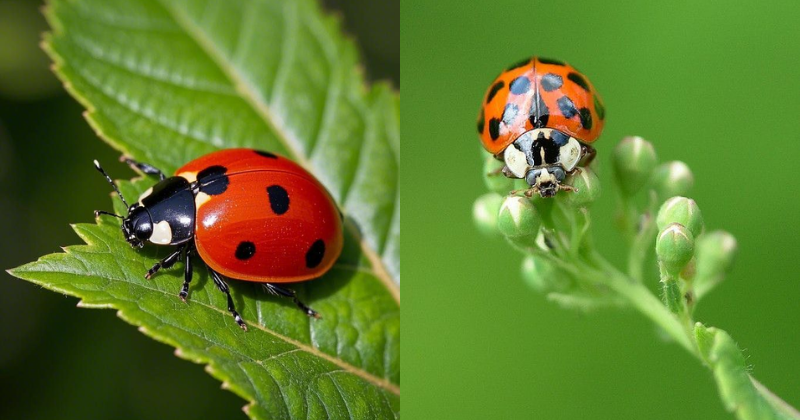 coccinelle