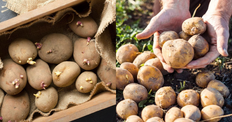 pommes de terre germées