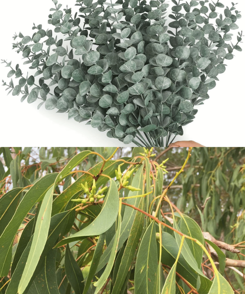 Feuilles d'eucalyptus
