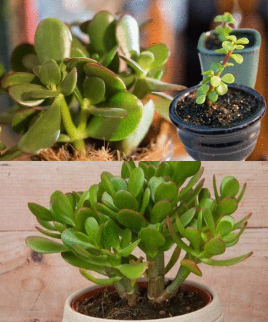 un Crassula