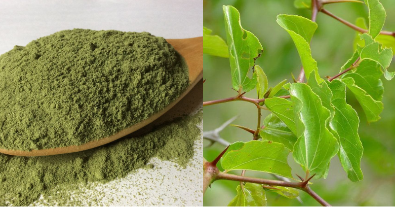 feuilles de jujubier