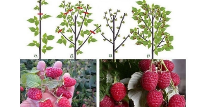 couper les framboise