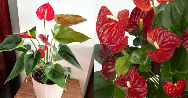 Anthurium