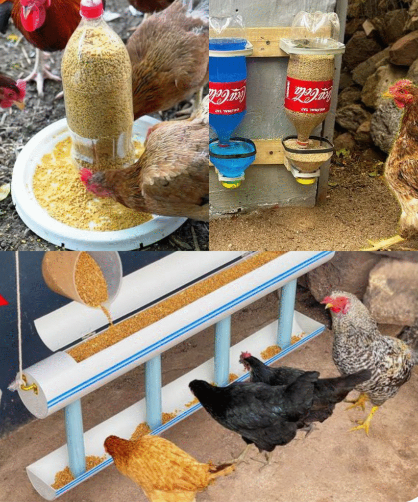 une mangeoire à poules