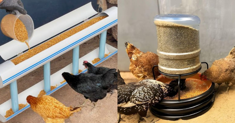 une mangeoire à poules