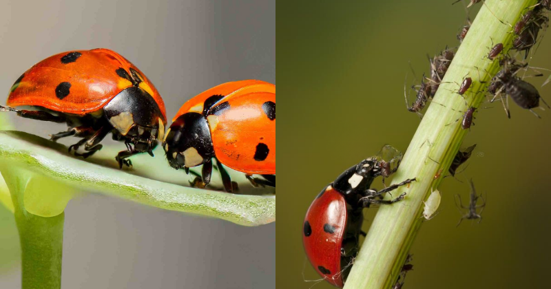 Coccinellidae